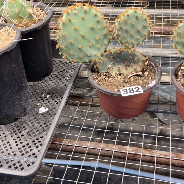 花火382 一物一图如图
