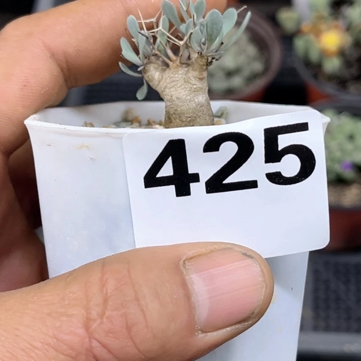 425黑鬼殿一物一图如图