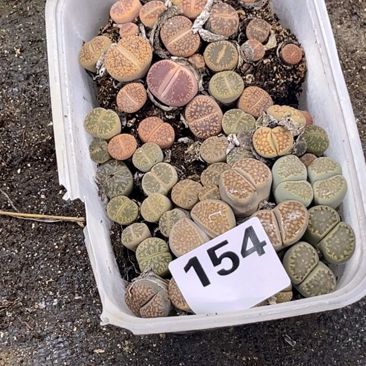 154 生石花一块一物一图如图