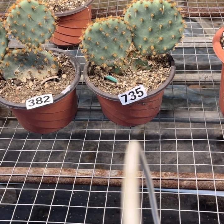 花火738 一物一图如图