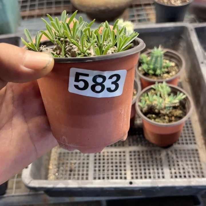 583 一物一图如图