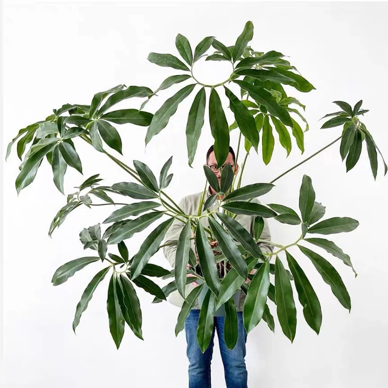 印第安羽毛蔓绿绒 philodendron goeldii 掌叶蔓绿绒 室内盆栽