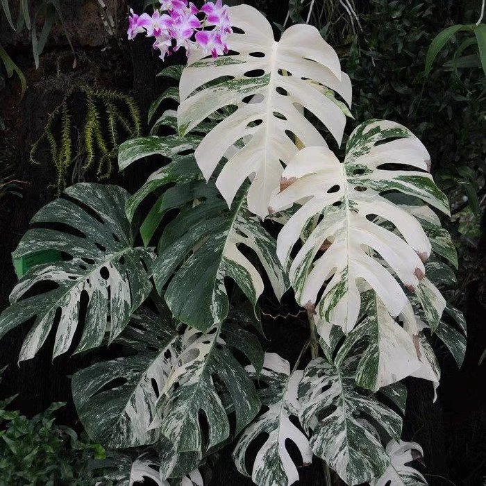 白锦龟背竹 洒金龟背盆栽室内北欧风ins办观叶绿植四季常青植物白