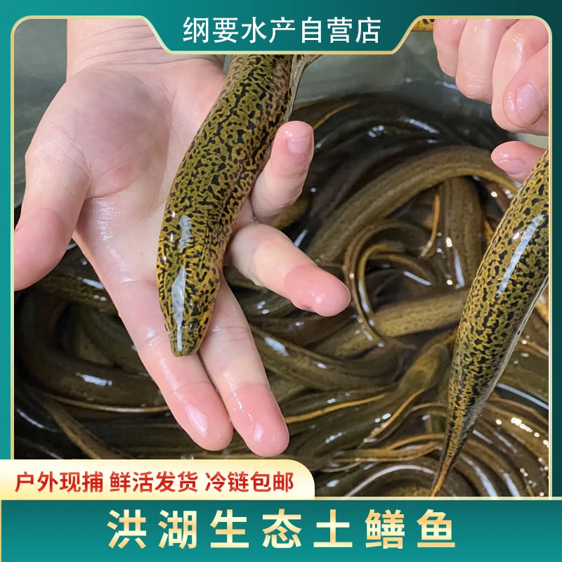 【特大条斤货】洪湖农家食用土黄鳝鱼2条起京东包邮包活新鲜活体