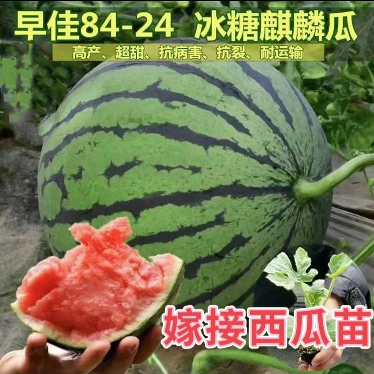 嫁接西瓜苗8424麒麟美都嫁接西瓜苗根系发达