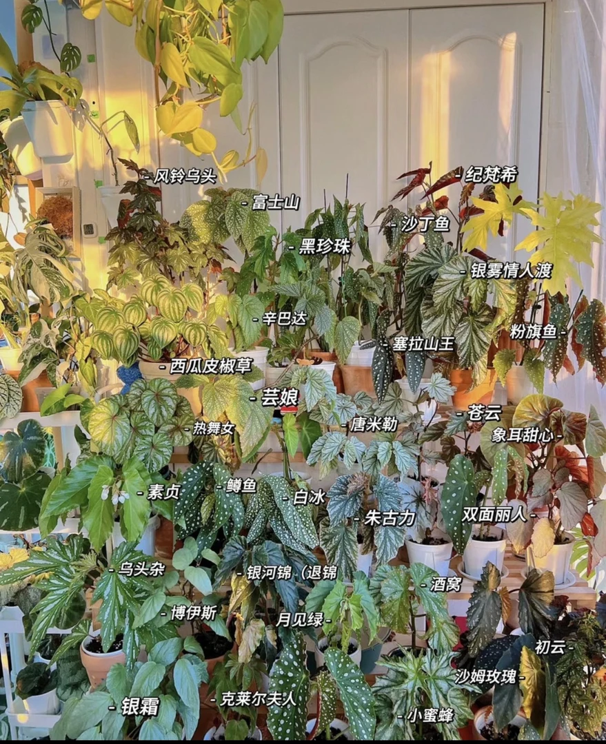 蟆叶类秋海棠集合室内客厅阳台花园绿植繁星二月