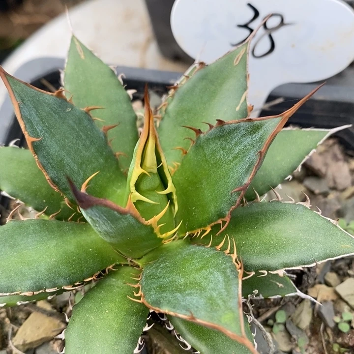 霍利达38 w er yi o