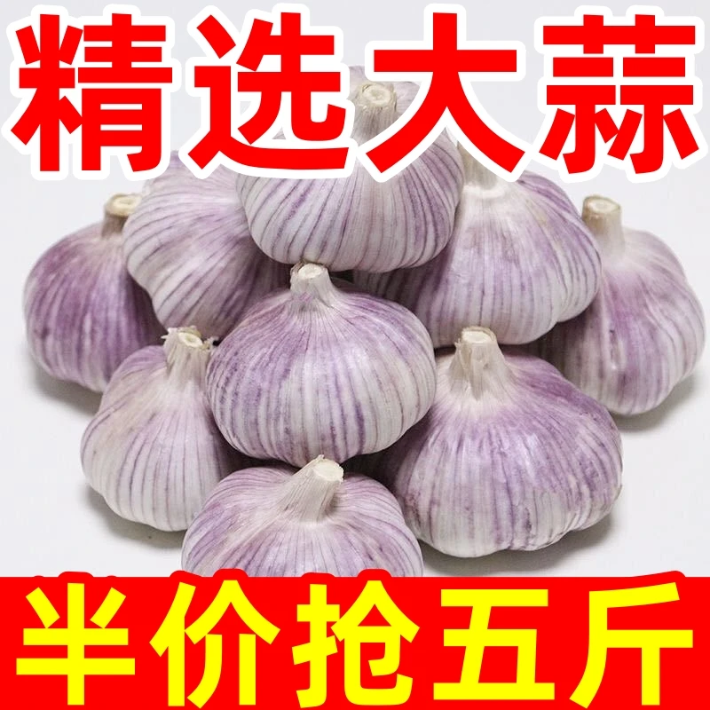 便宜卖】大蒜新干蒜大蒜大蒜头批发5斤大蒜头紫白皮批发