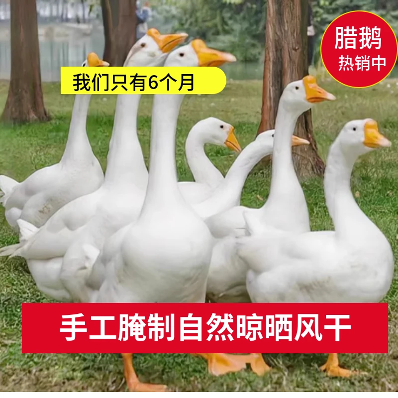 安徽皖西白鹅腌制腊鹅6个月腊鹅公鹅腌制腊鹅农家纯手工腌制