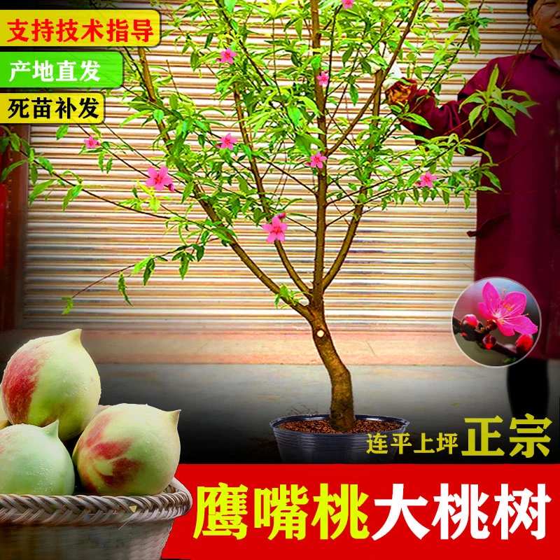 【5】正宗广东河源鹰嘴桃苗连平上坪嫁接苗南方种植果苗