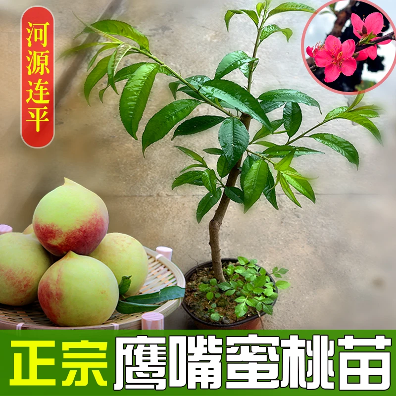 1广东河源连平上坪鹰嘴蜜桃苗水蜜桃苗桃花盆栽苗木营养杯苗带土