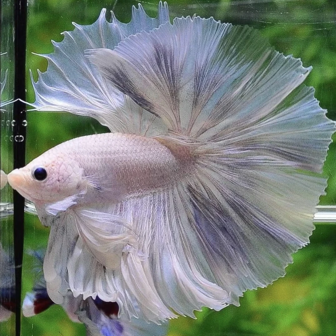 A13（289-312）泰国斗鱼小型热带观赏鱼（直播间选鱼）