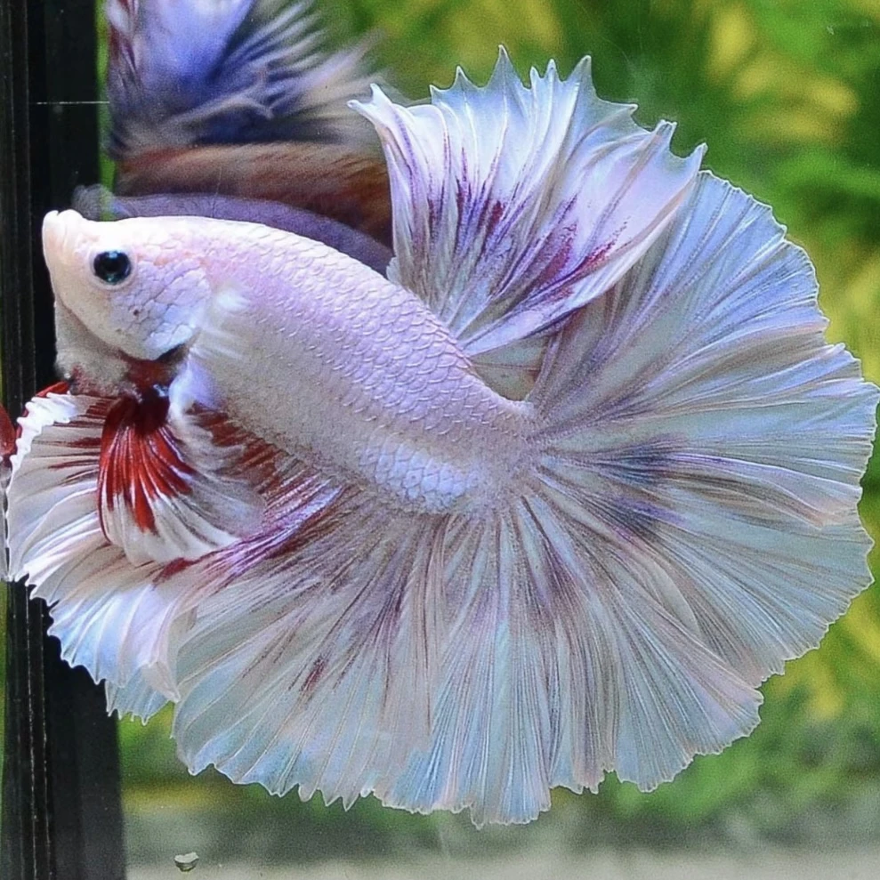 A14（313-336）泰国斗鱼小型热带观赏鱼（直播间选鱼）