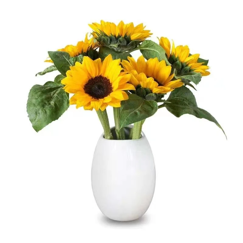 向日葵-（温度0度以下需拍保温棉冻坏不售后、售后时效为签收24H内）