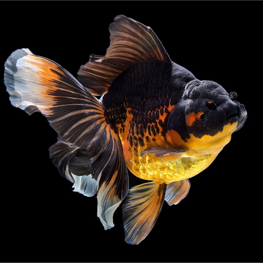 将军，玛丽精品鱼（偏远地区不包邮）