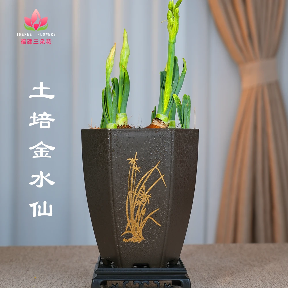 土培金水仙 绿植 盆景