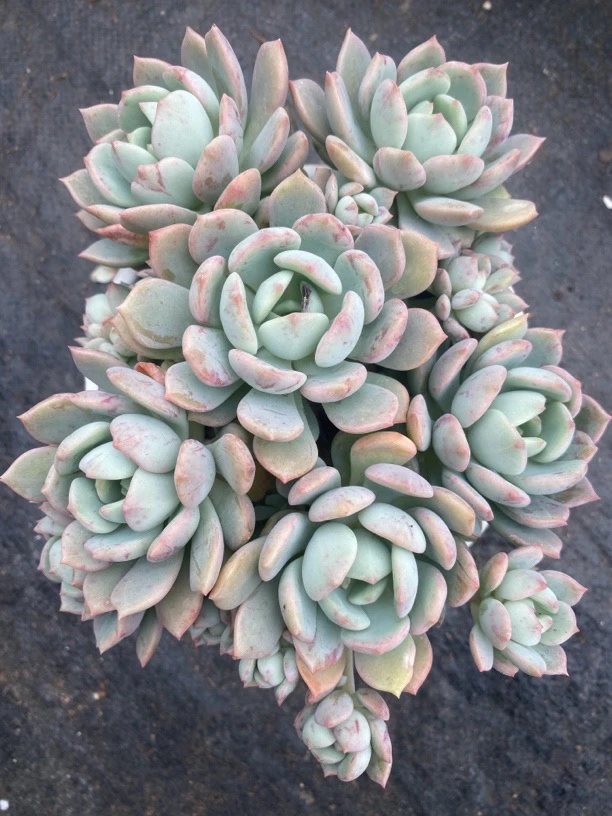 蜜桃格林 满15包邮