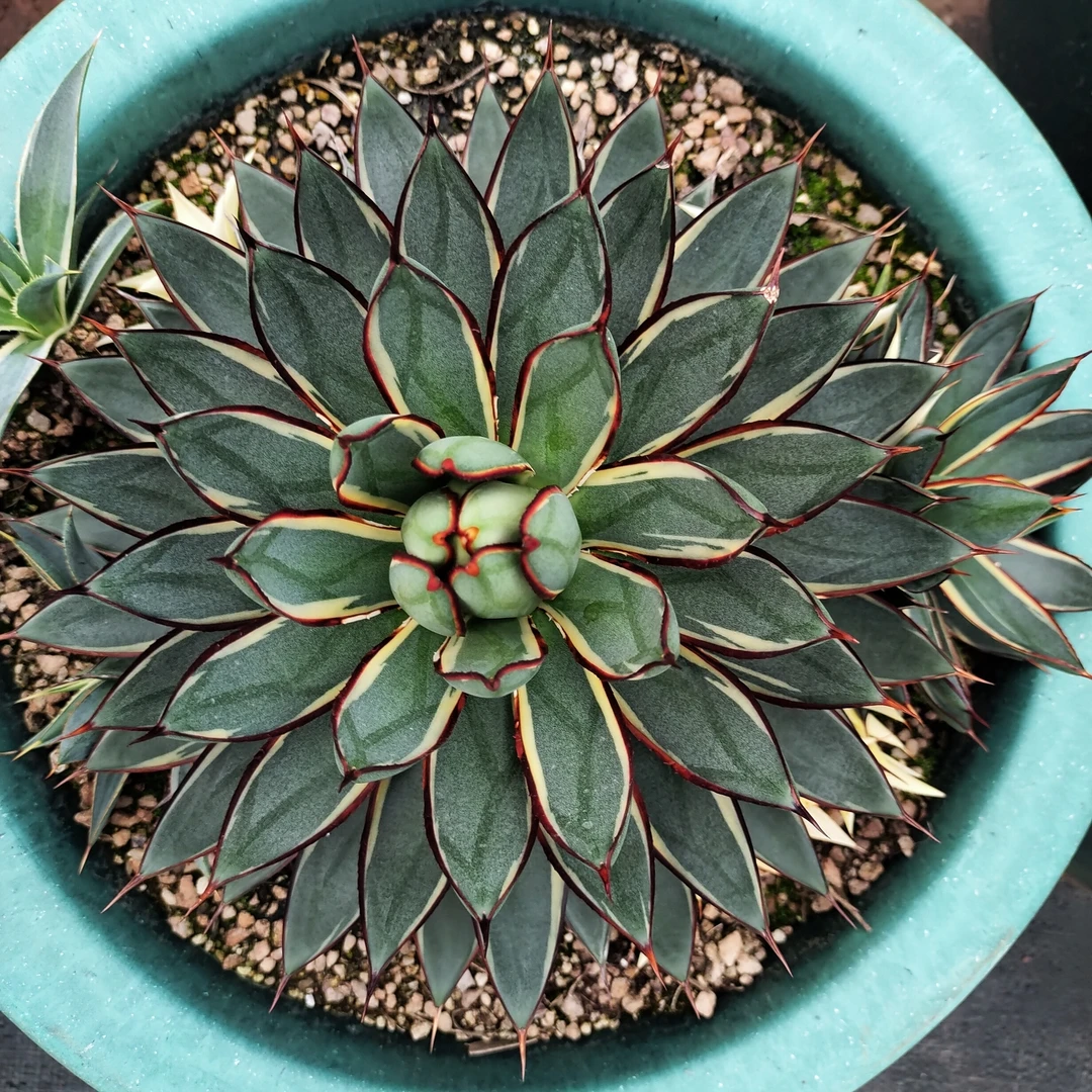 泷雷黄覆轮龙舌兰20cm  沙生植物多肉植物