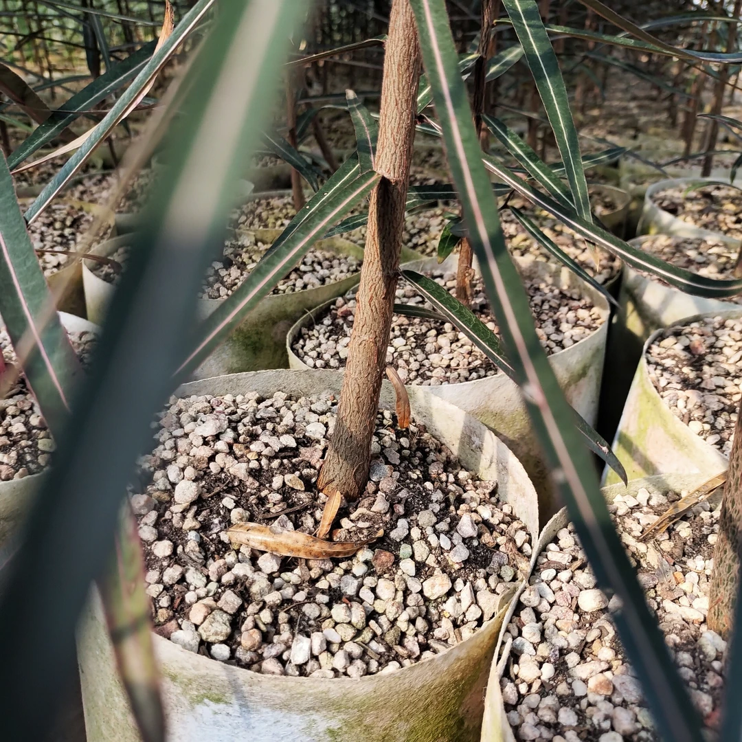 实生昆士兰瓶干树打顶发货（成体参考图5)   快根植物
