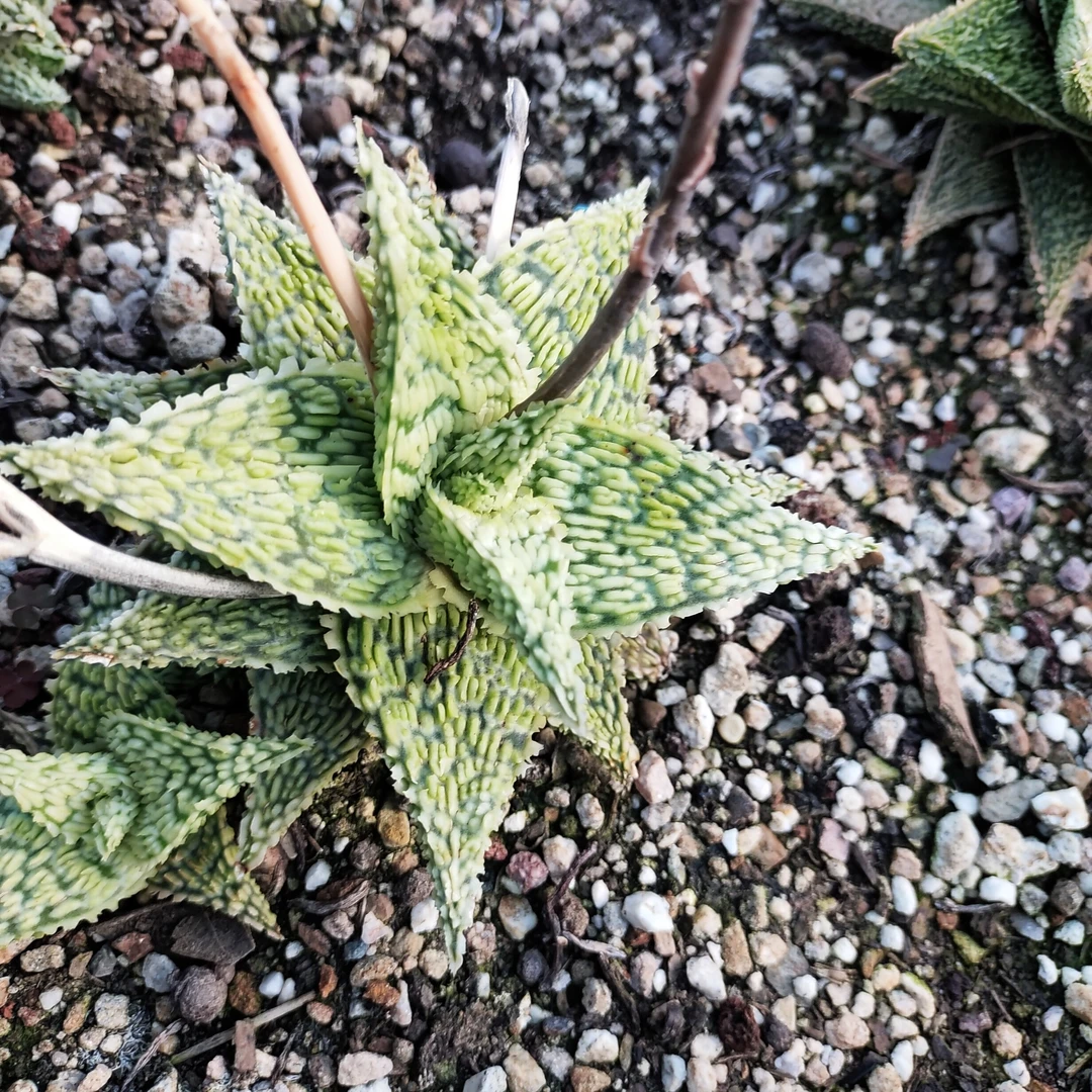 园艺芦荟优选稀有（图为母本）售芽3cm  沙生植物多肉植物