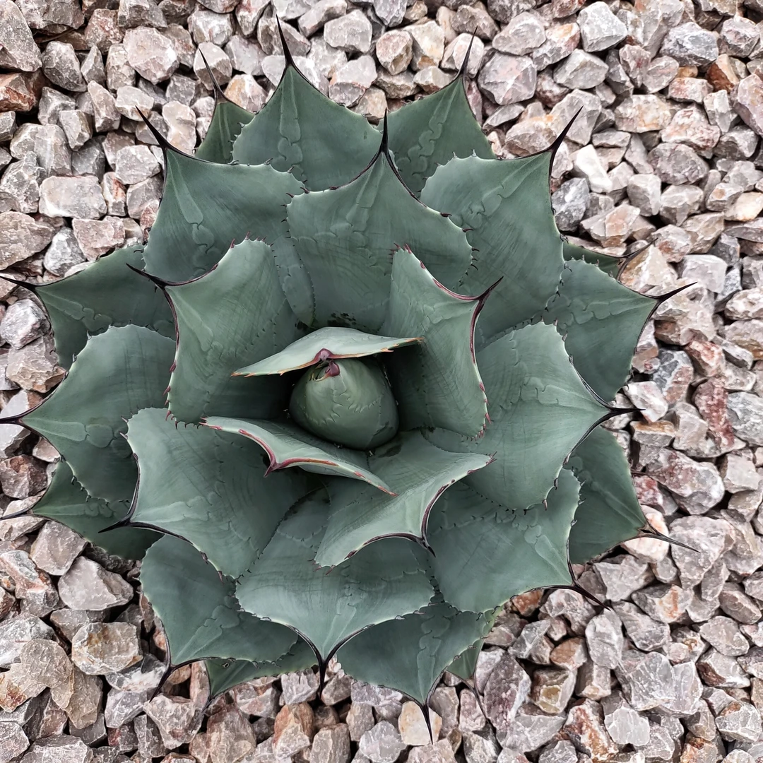【龙球荟】虚空藏优选龙舌兰36cm 沙生植物多肉植物