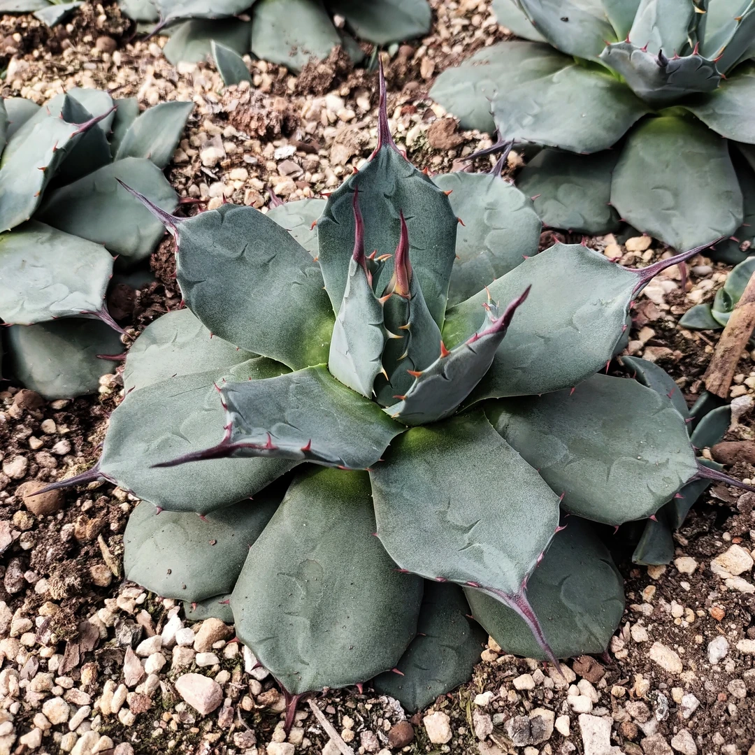 青蝎子龙舌兰20cm  沙生植物多肉植物