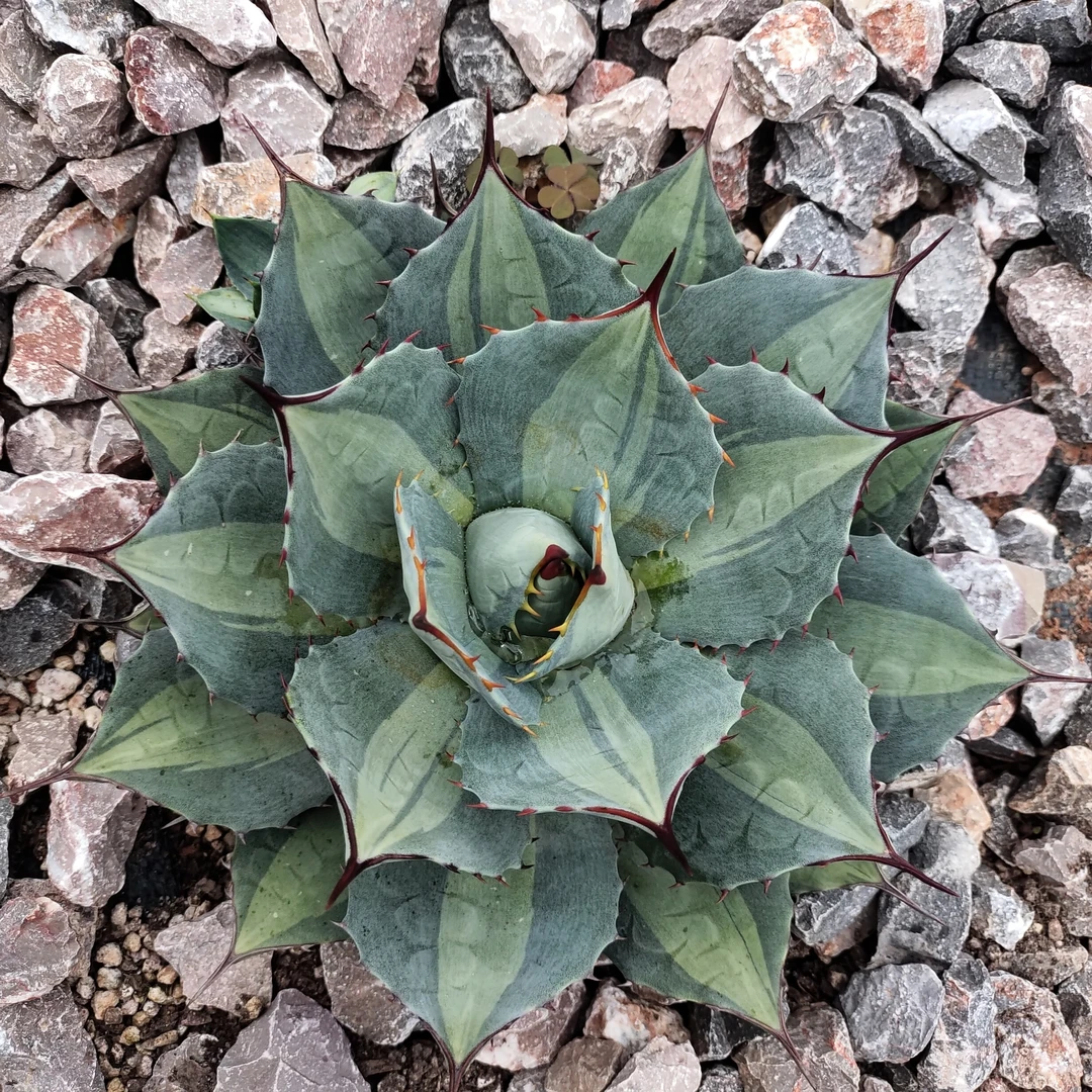 【龙球荟】虚空藏浅中斑龙舌兰22cm  沙生植物多肉植物