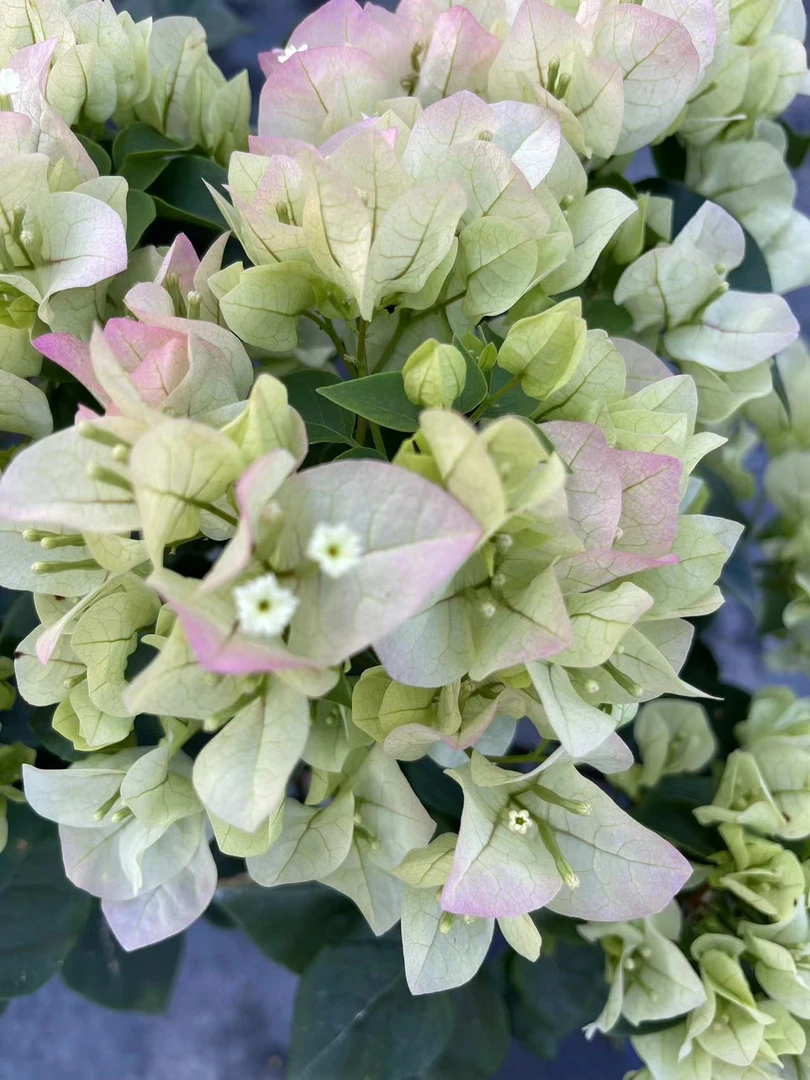 【绿樱】三角梅盆栽爬藤植物四季花基地美丽土壤绿植原盆土带花发