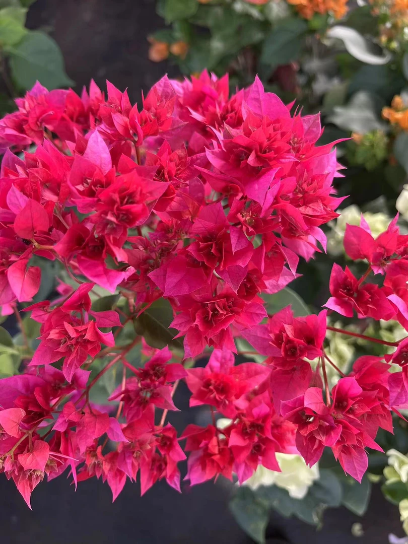 【重瓣红】三角梅盆栽爬藤植物四季花基地美丽土壤绿植原盆土带花发