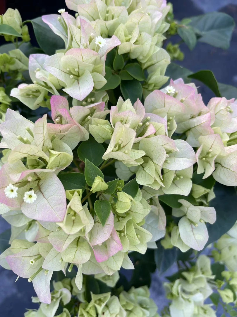 【绿樱】三角梅渐变成粉盆栽爬藤植物四季花基地绿植原盆原土带花发