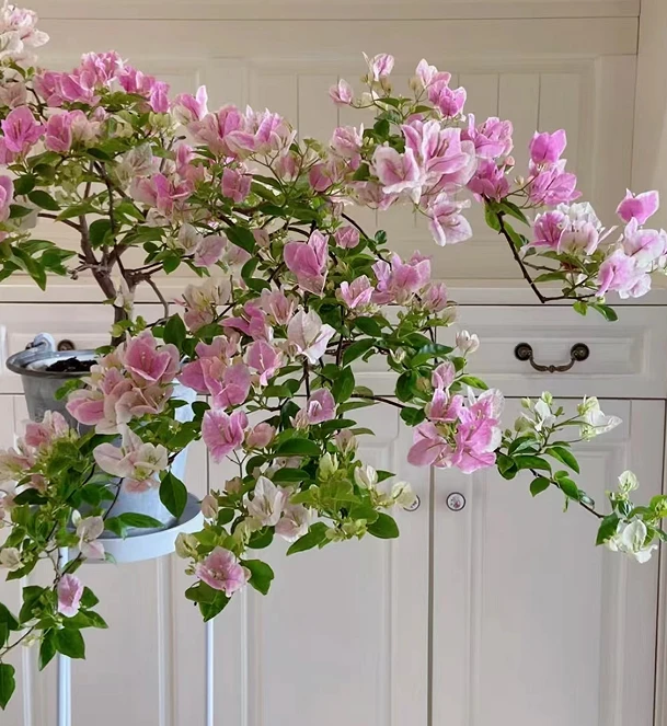 【漳红樱】三角梅盆栽爬藤植物庭院阳台观赏四季开花勤花带花发货