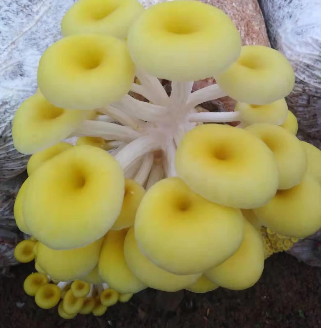黄金菇鸡油菌干货特产蘑菇新鲜干黄丝菌菌菇黄金菇榆黄菇煲汤料