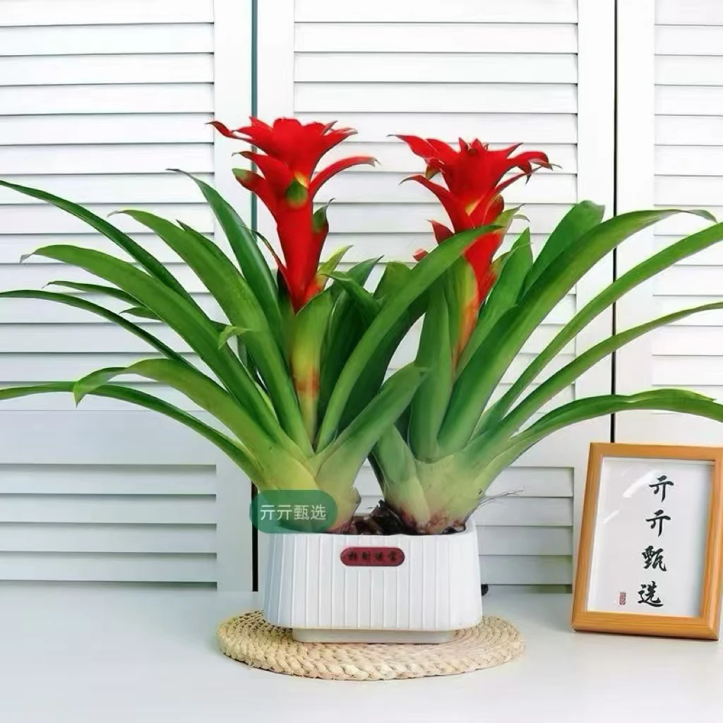 年宵花鸿运当头大红星室内客厅好养净化空气四季开花