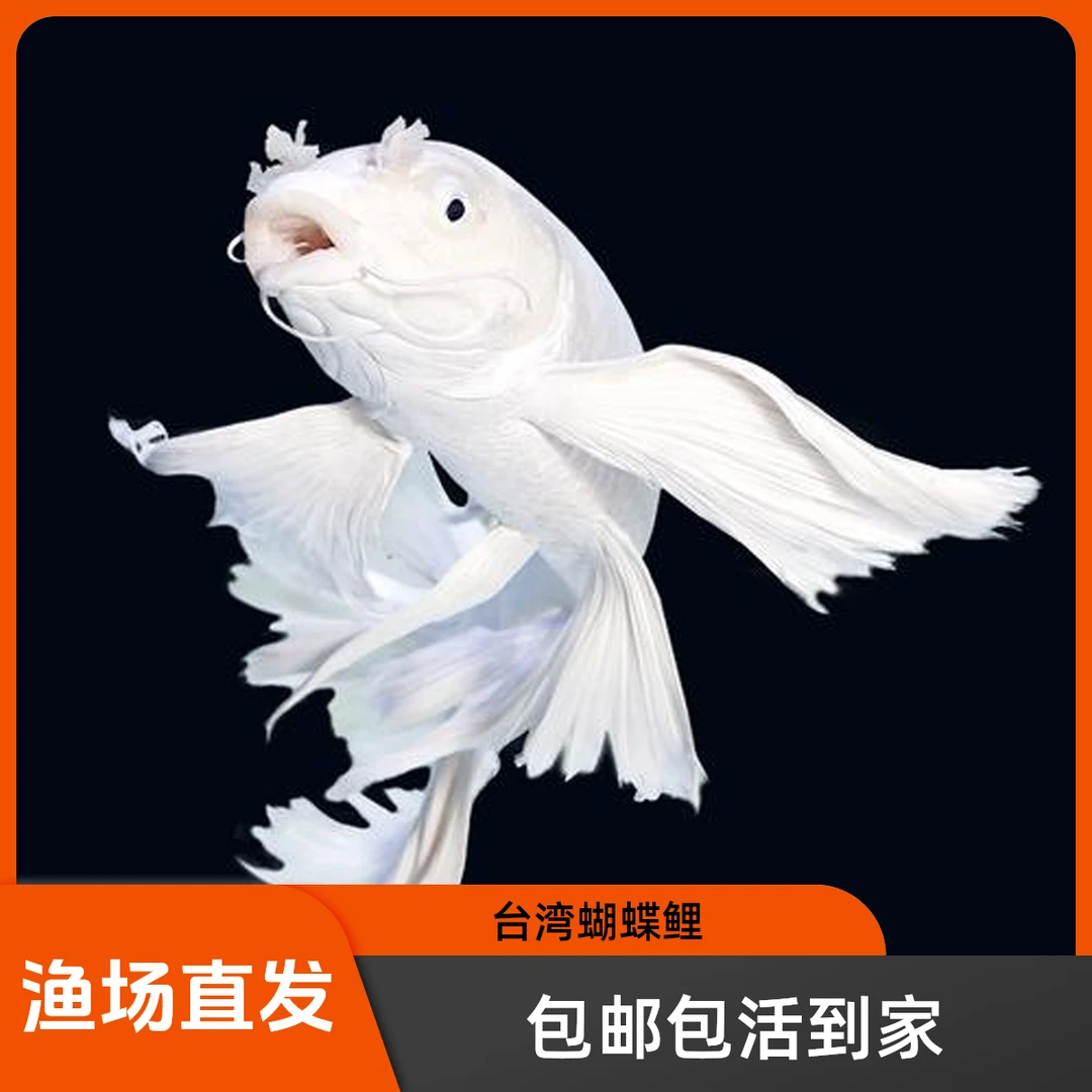 台湾蝴蝶鲤鱼普短短身大鳍大尾冷水鱼观赏鱼鱼苗大尾巴活好养殖