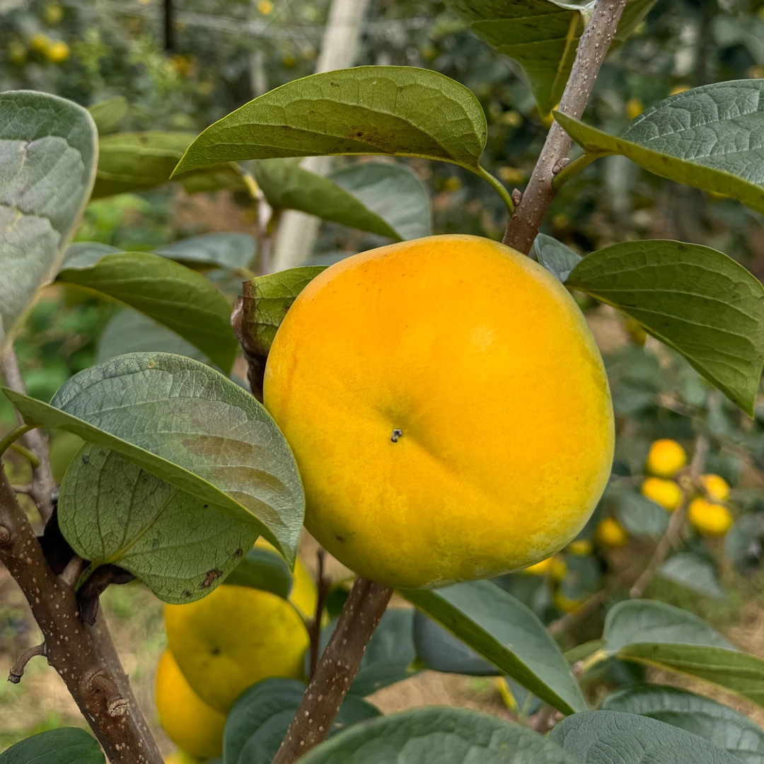 广西直发正宗太秋甜柿新鲜水果纯甜无涩脆柿