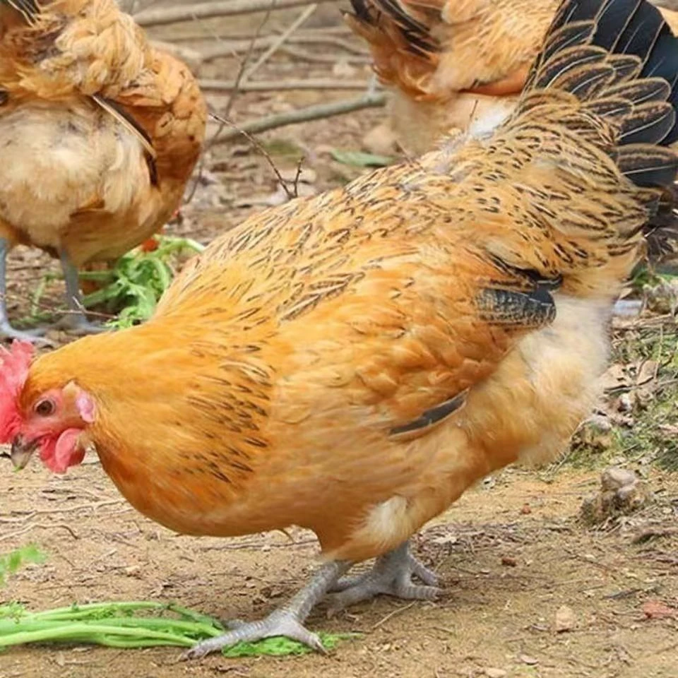 皖南大别山土鸡跑山鸡五谷喂养母鸡仔公鸡