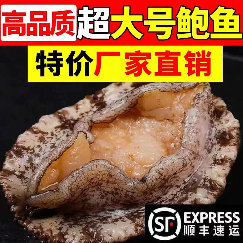 福建深海鲍鱼活冻后发货 4-6头鲍 900-1000克顺丰发货