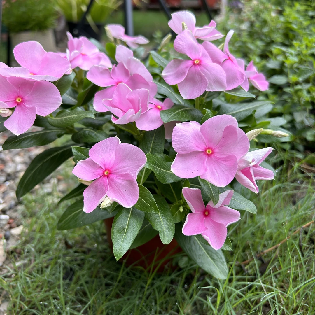 常春花 盆栽 耐热花卉垂吊系列 夏季阳台 庭院植物