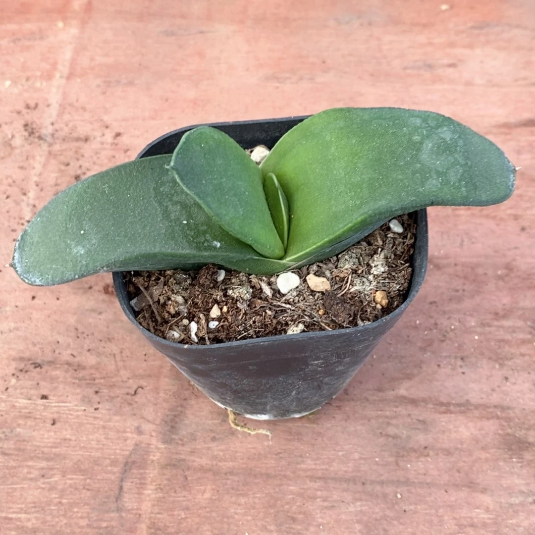 大卧牛单11仙人球