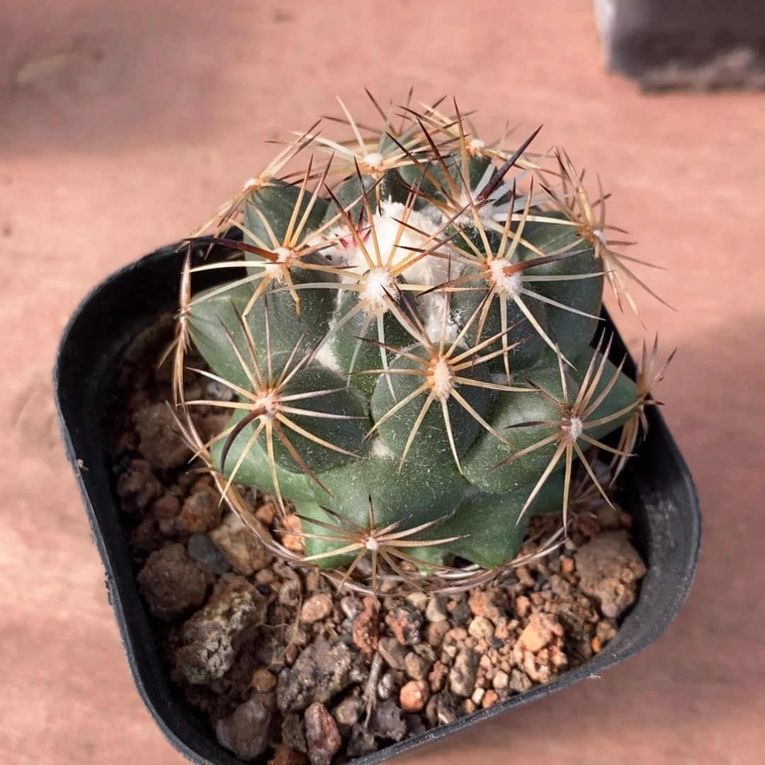 钢钉实生5仙人球