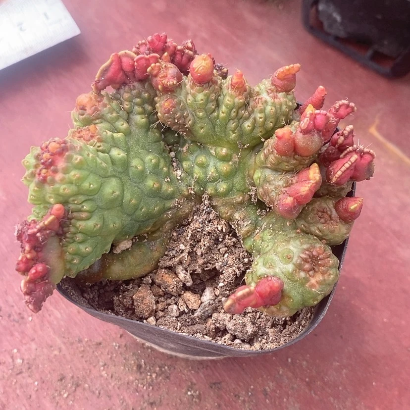 【闪购商品】高沙缀化8