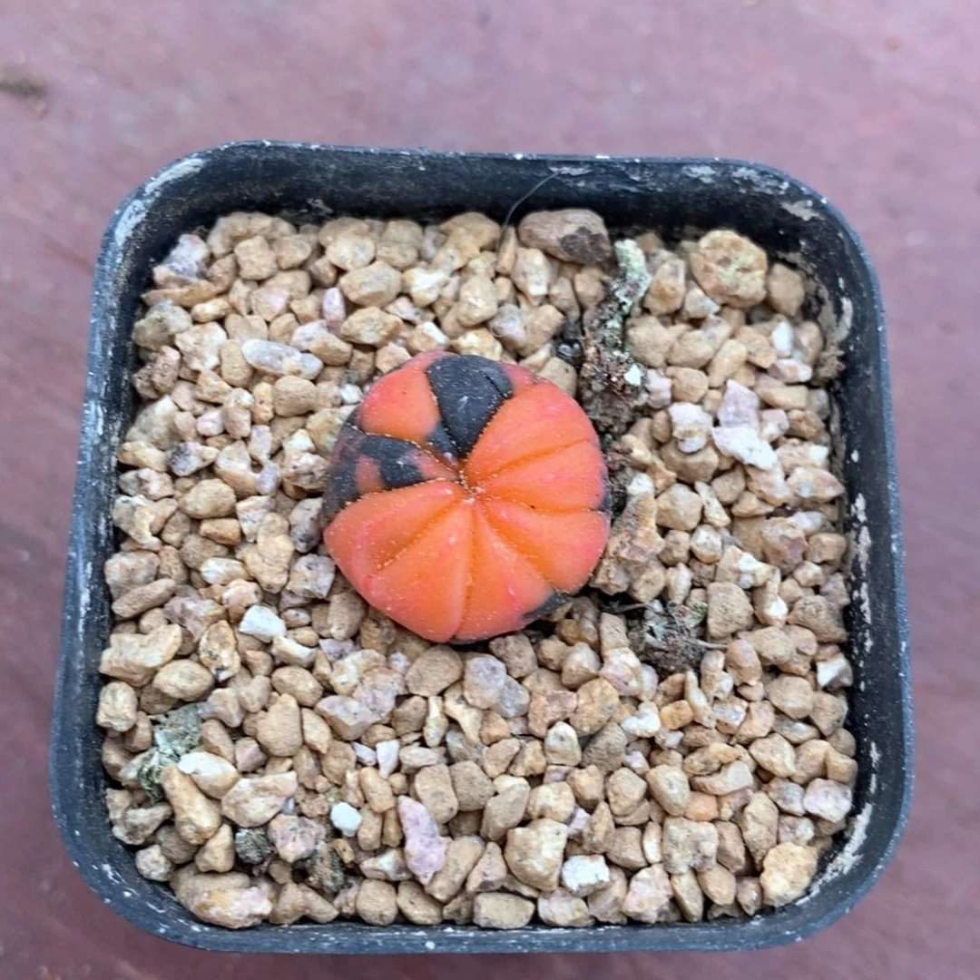 迷你兜锦2仙人球