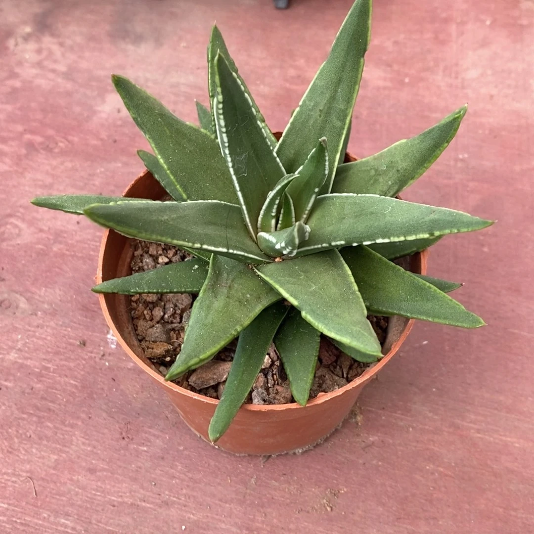 小*白折瑞鹤12仙人球