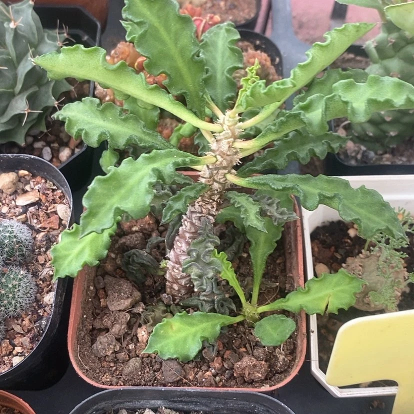 【闪购商品】皱叶麒麟