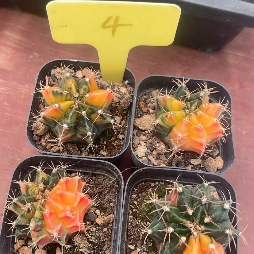 【闪购商品】牡丹锦4颗