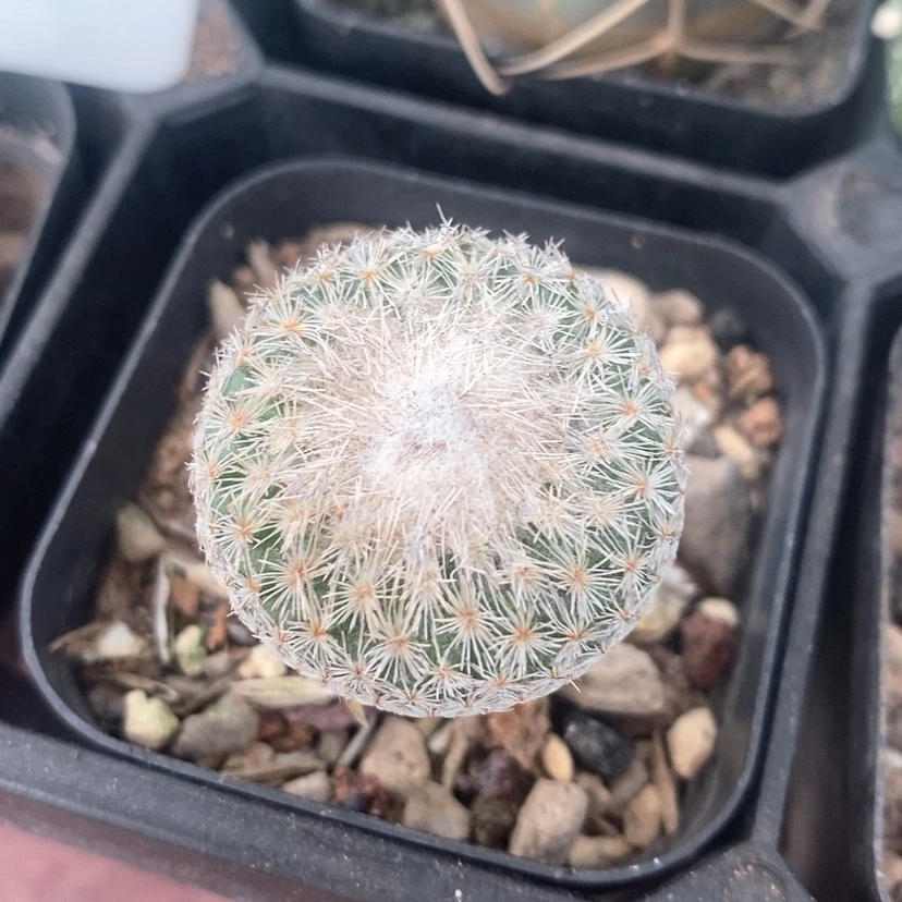 【闪购商品】月世界3