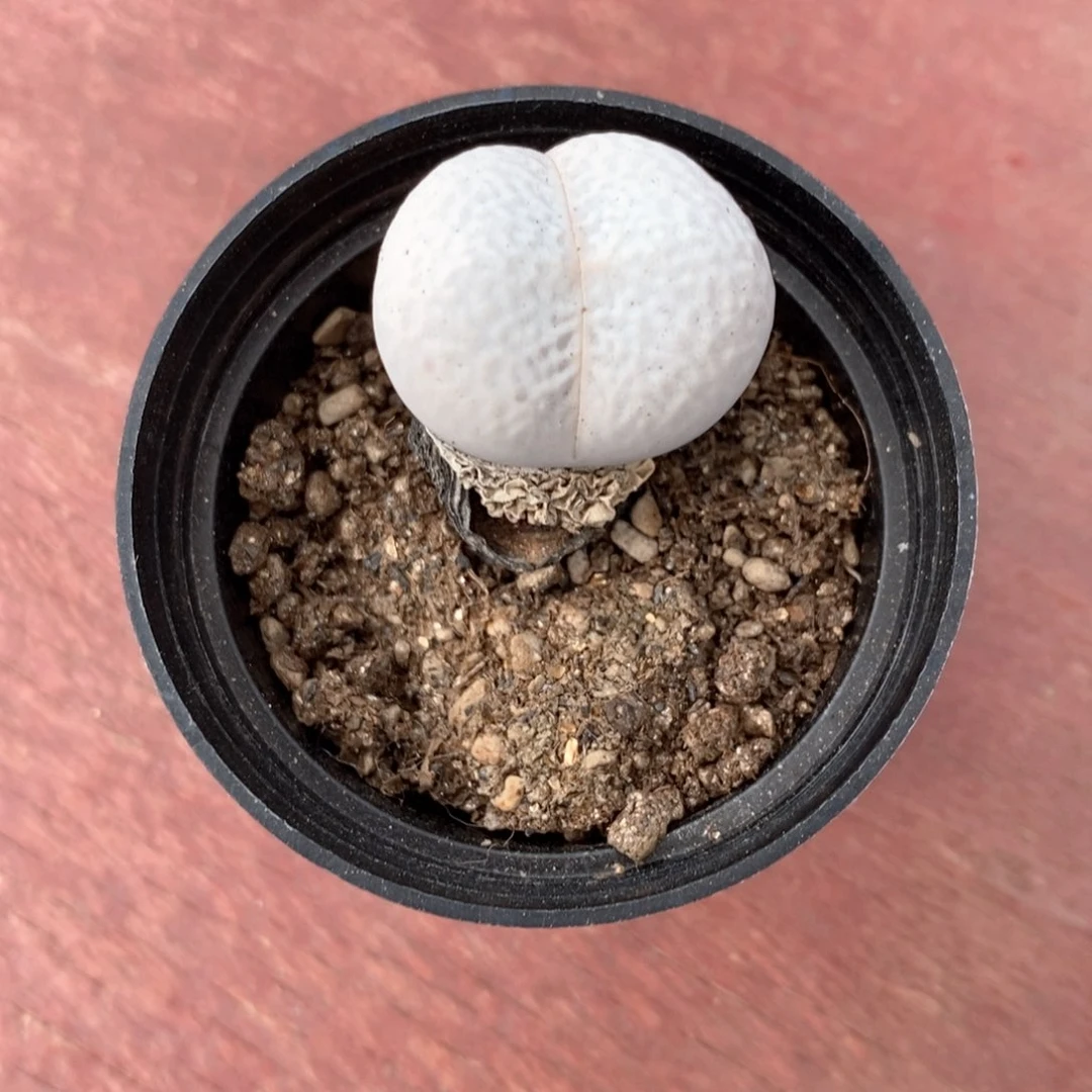 高尔夫肉锥5仙人球