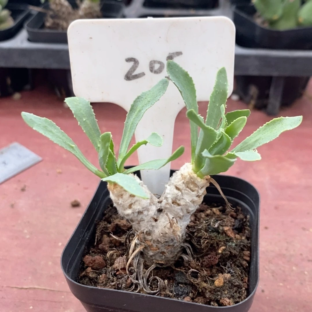 厚敦鞠块根3仙人球