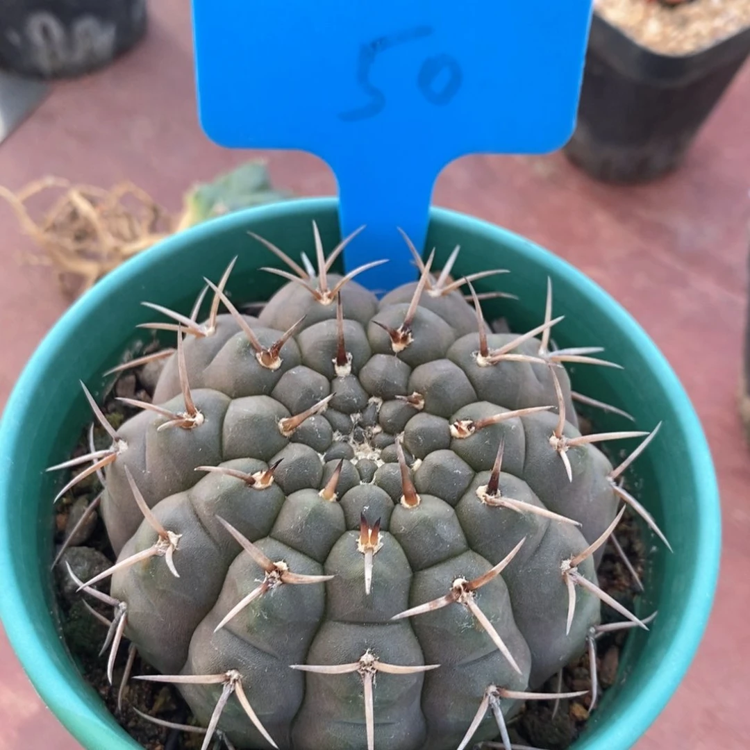 裸鄂实生7仙人球