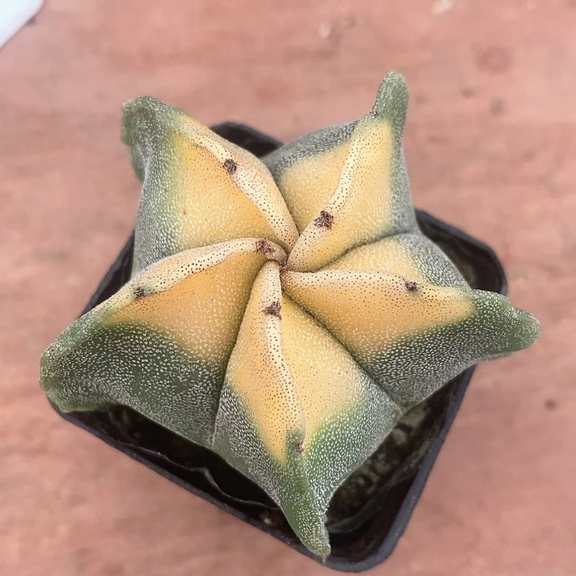 【闪购商品】鸾凤玉锦6